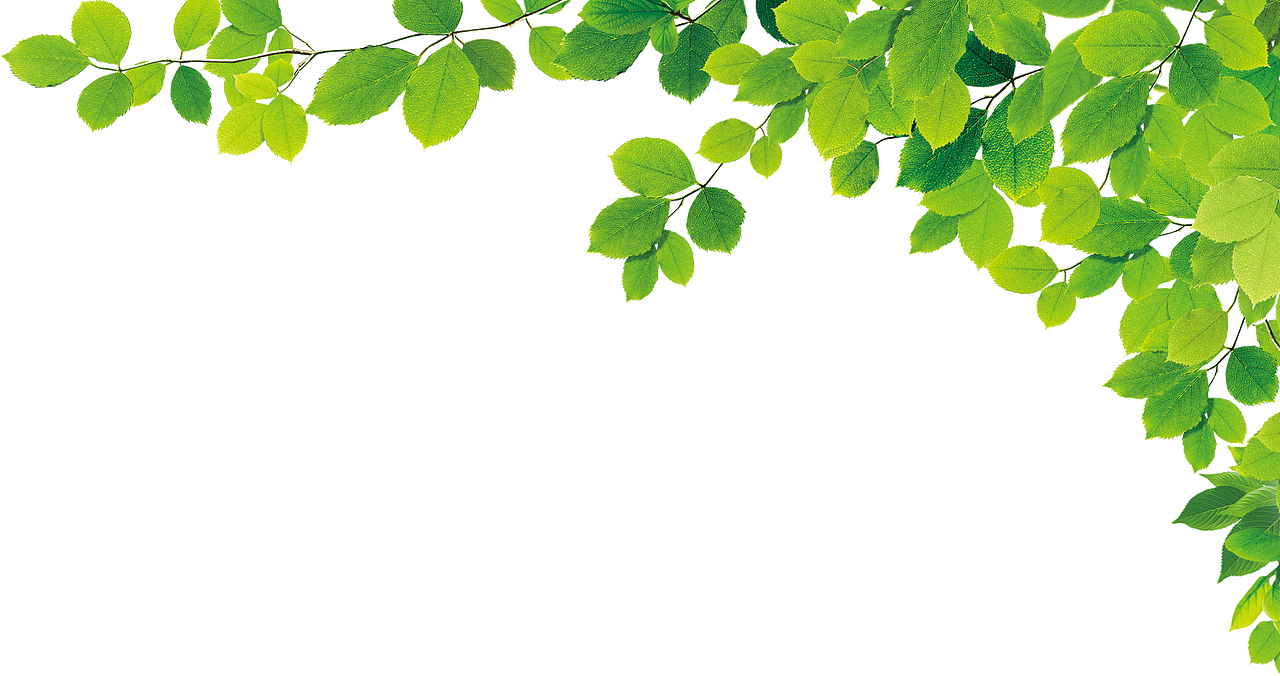 PNG作品 植物 绿叶 盆栽 花卉 芭蕉叶 芦荟 装饰元素（图ZMTc5MzI1MjI4） - 其他 - 站酷设计师青柠味原创素材 - 站酷ZCOOL