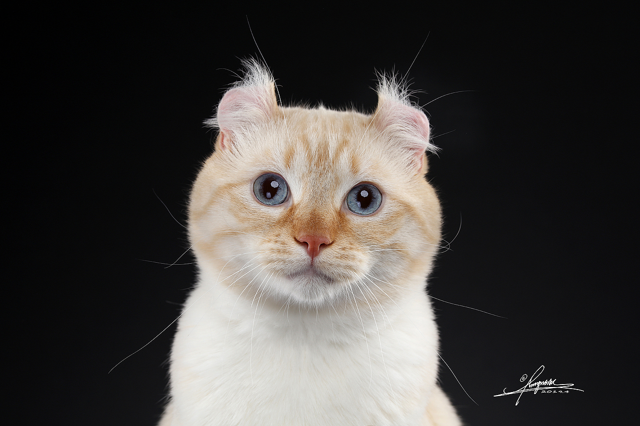 美国卷耳猫amyworks,拍摄于大连