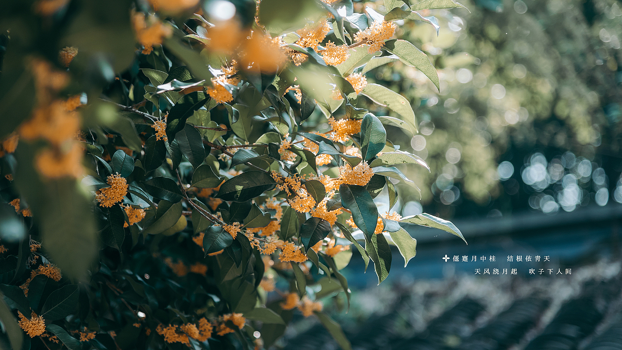 西囡·中秋 月饼礼盒设计（图ZMjg5NTY0ODAw） - 包装 - 站酷设计师鲜苗和他的朋友们原创素材 - 站酷ZCOOL