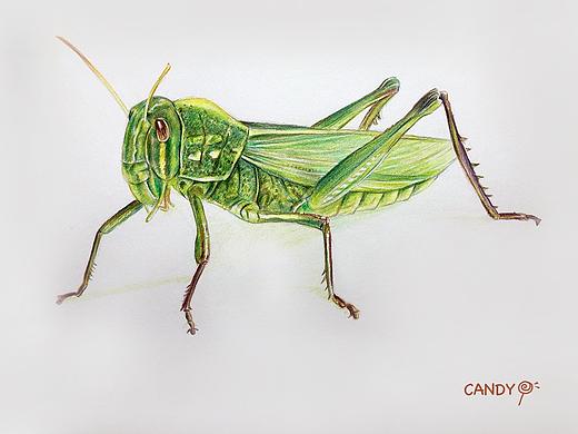 彩铅画《蝗虫》