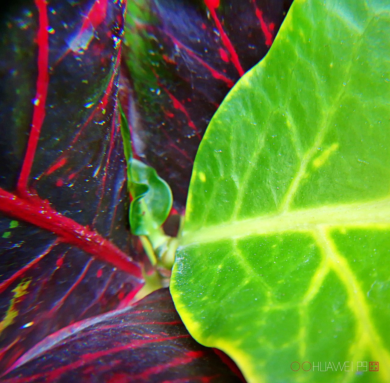 爱摄影爱生活【华为P9拍皂大体验】四月集（图ZNzY3OTk3MzY=） - 人文/纪实摄影 - 站酷设计师醉墨吴周原创素材 - 站酷ZCOOL