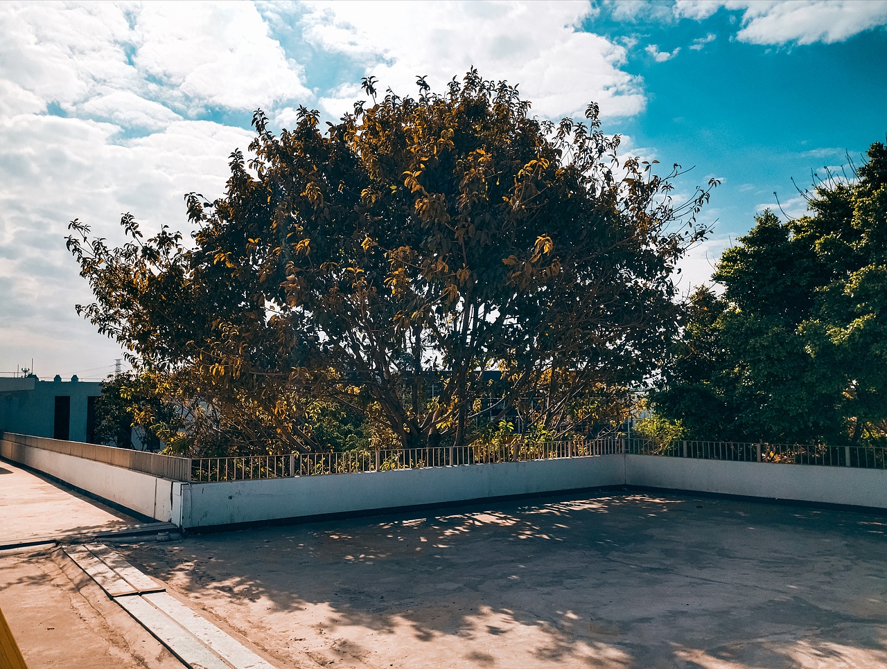 【手机摄影】天气好,拍啥都好!荣耀9X拍摄