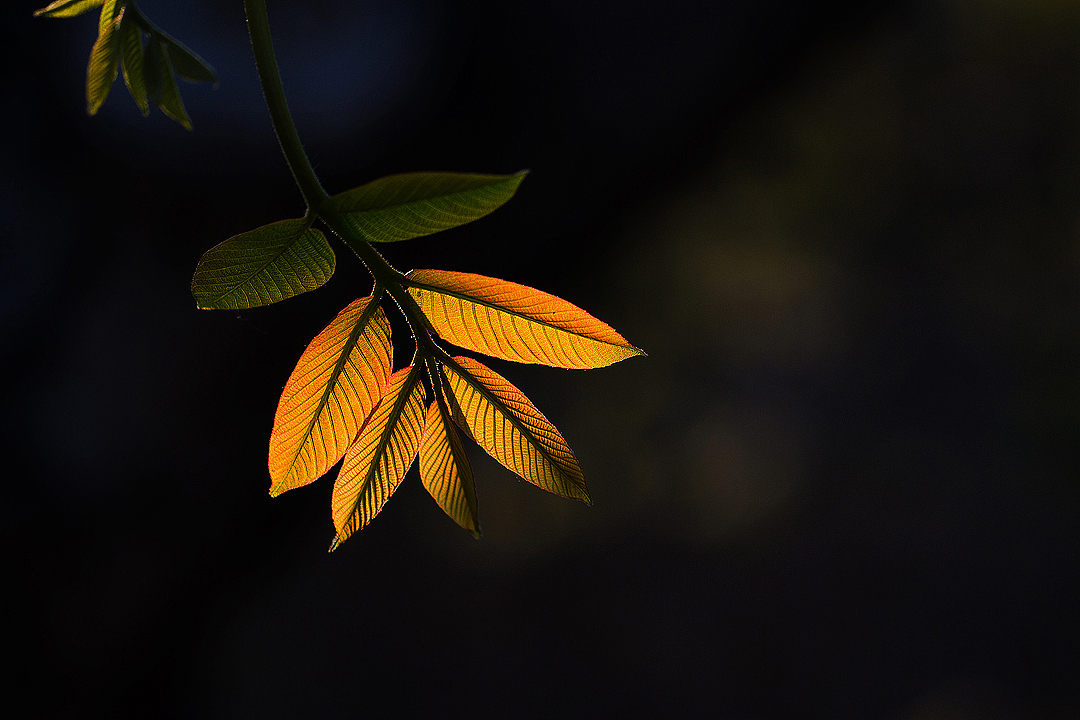 为自己的摄影(十二)