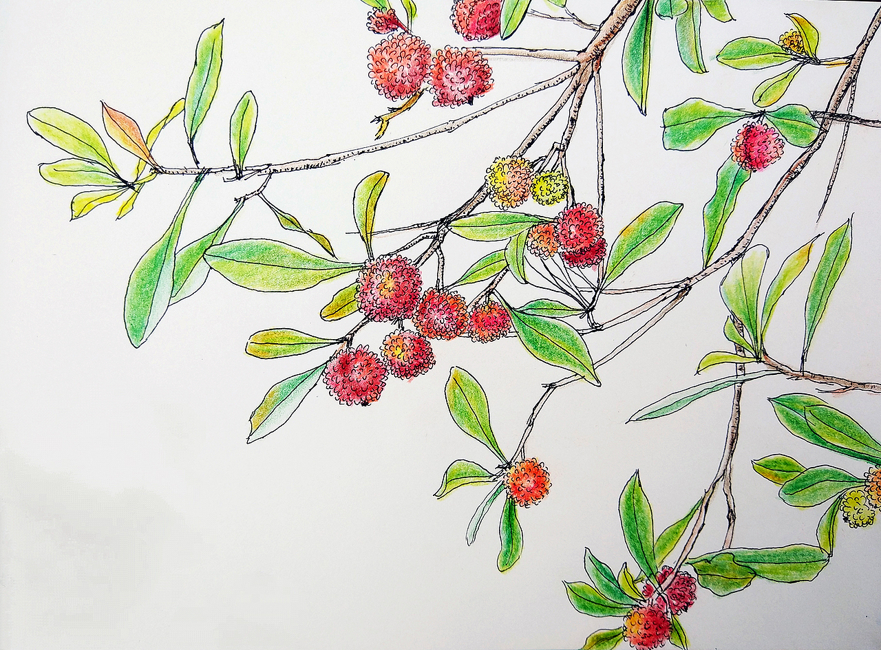 又是一年楊梅季（圖ZMTU5MDc3MDY4） - 藝術(shù)插畫(huà) - 站酷設(shè)計(jì)師杜子空原創(chuàng)素材 - 站酷ZCOOL