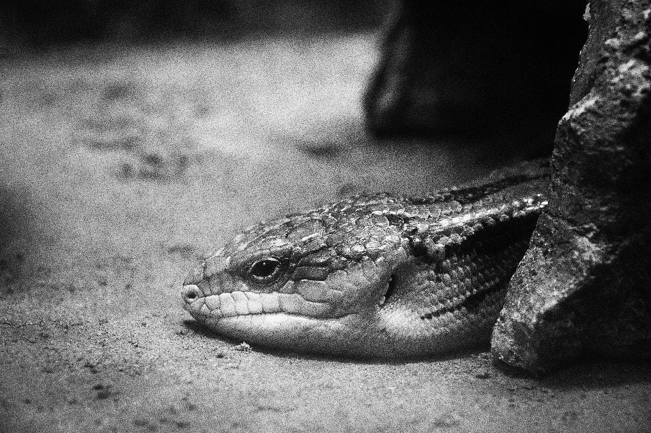 《北京动物园》略伤感（图ZMTA1MzM2NDg4） - 宠物摄影 - 站酷设计师不是扶桑原创素材 - 站酷ZCOOL