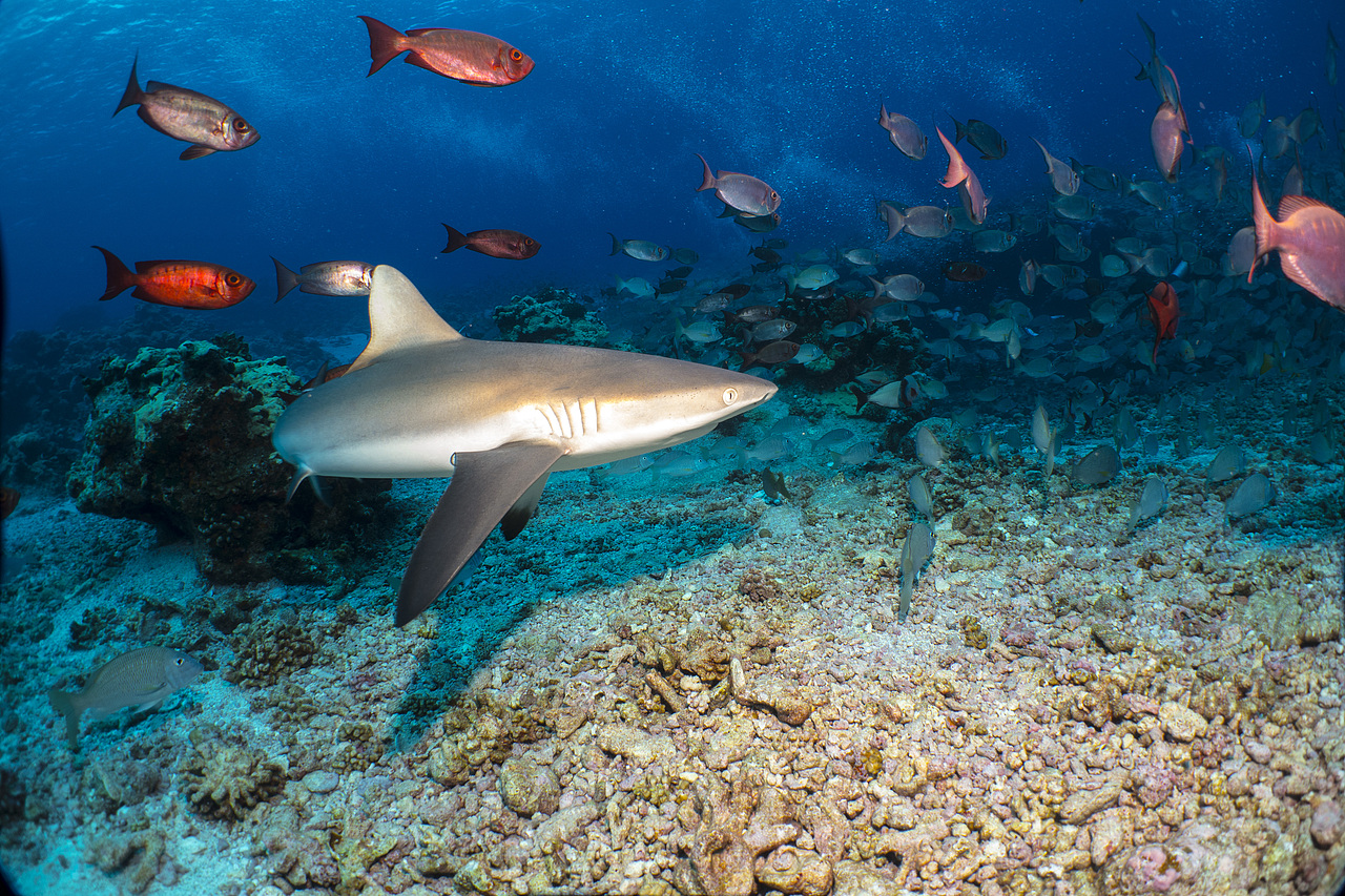 海洋世界大溪地