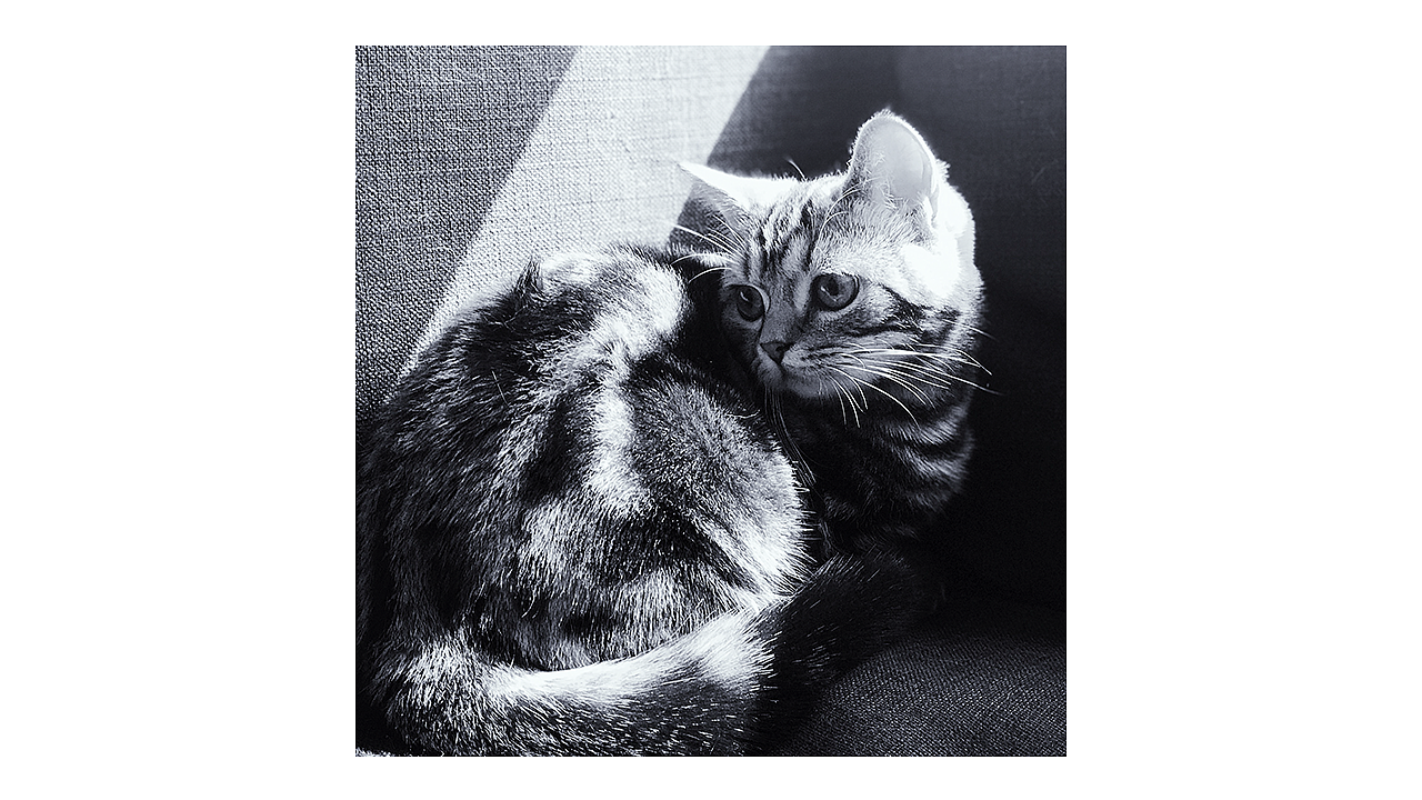 喵主子半歲啦~（圖ZMTA5Mjk3MjEy） - 人文/紀(jì)實攝影 - 站酷設(shè)計師Miss_Mo原創(chuàng)素材 - 站酷ZCOOL