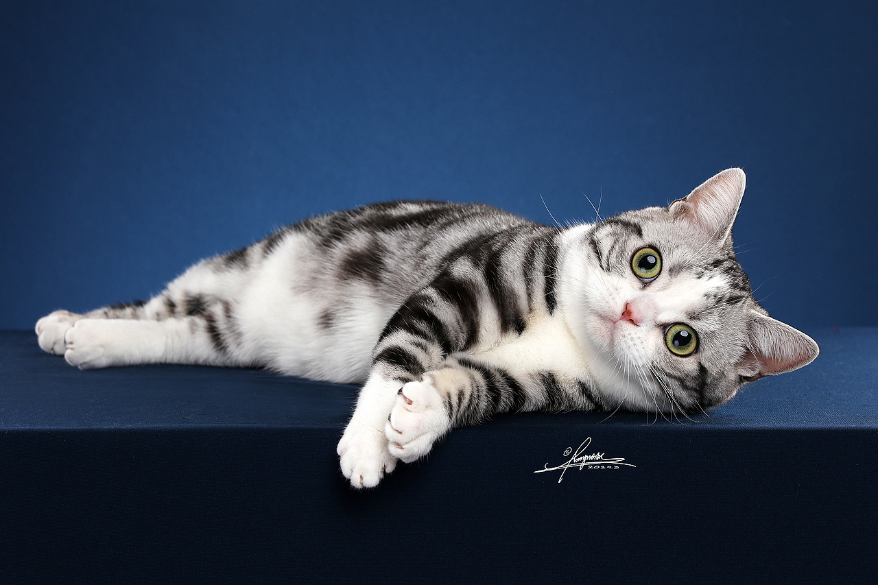 美国短毛猫amyworks拍摄于厦门