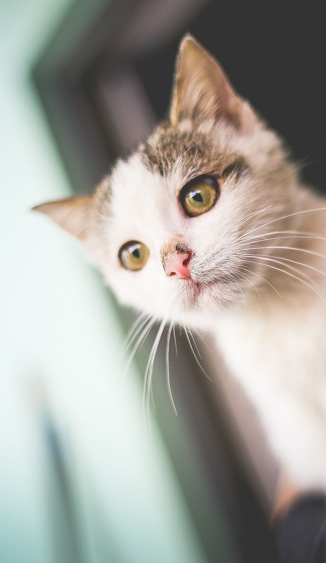 【4K高清壁纸】华为手机系列,你最爱的猫狗大作战来了
