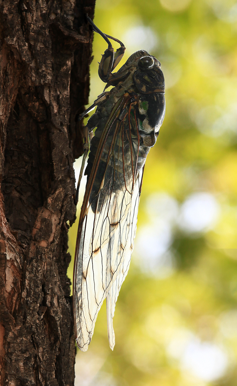 [原创童话图片故事]秋蝉的真相