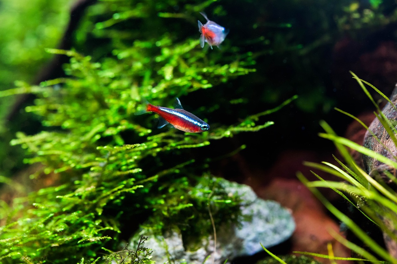 办公室小方缸（图ZMTM3NjIwMTc2） - 绘画 - 站酷设计师野蛮驴友原创素材 - 站酷ZCOOL