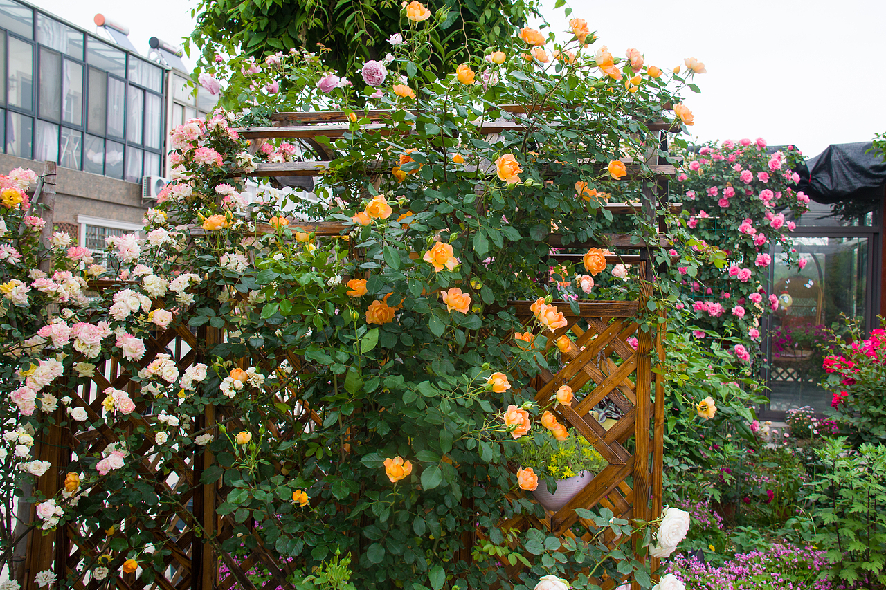 最美私家花园：月季花开的季节，可盐可甜！（图ZMjA4NTQ1OTgw） - 产品摄影 - 站酷设计师静水流深1206原创素材 - 站酷ZCOOL