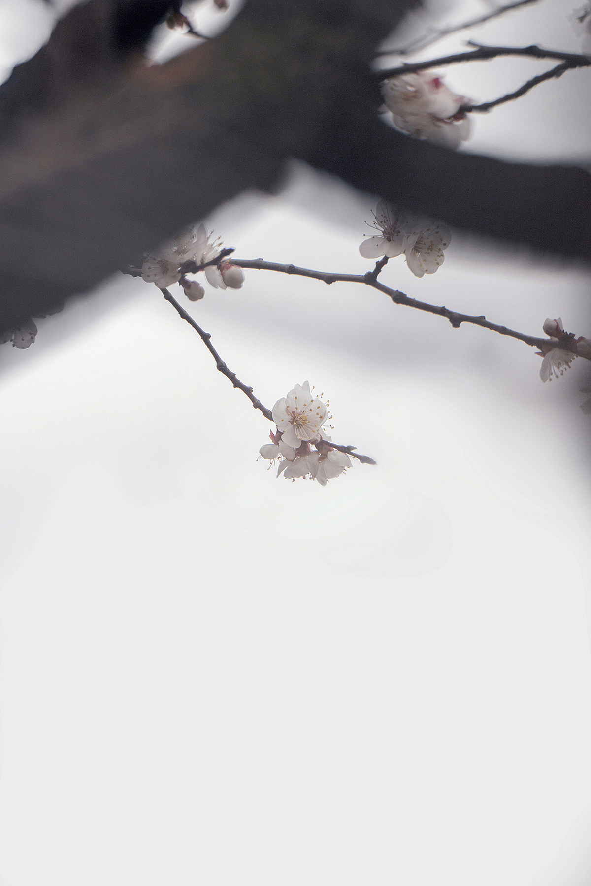 杏花微雨（图ZMjkyNTk5MTQw） - 其他摄影 - 站酷设计师pear1103原创素材 - 站酷ZCOOL
