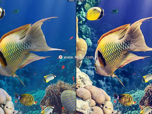 海洋生物水下摄影照片调色Lr预设