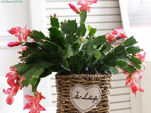 蟹爪兰绿植详情页