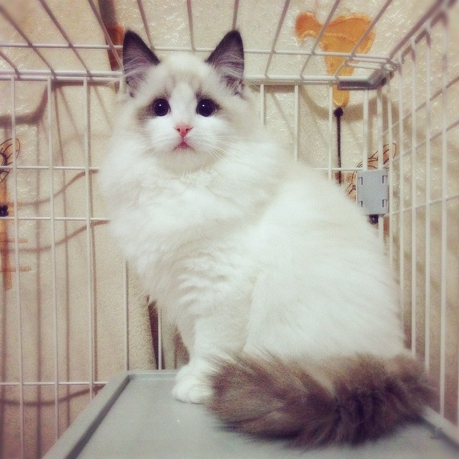 ~喵和波妞~（图ZMjU2MDk4NTY=） - 宠物摄影 - 站酷设计师riceriver原创素材 - 站酷ZCOOL