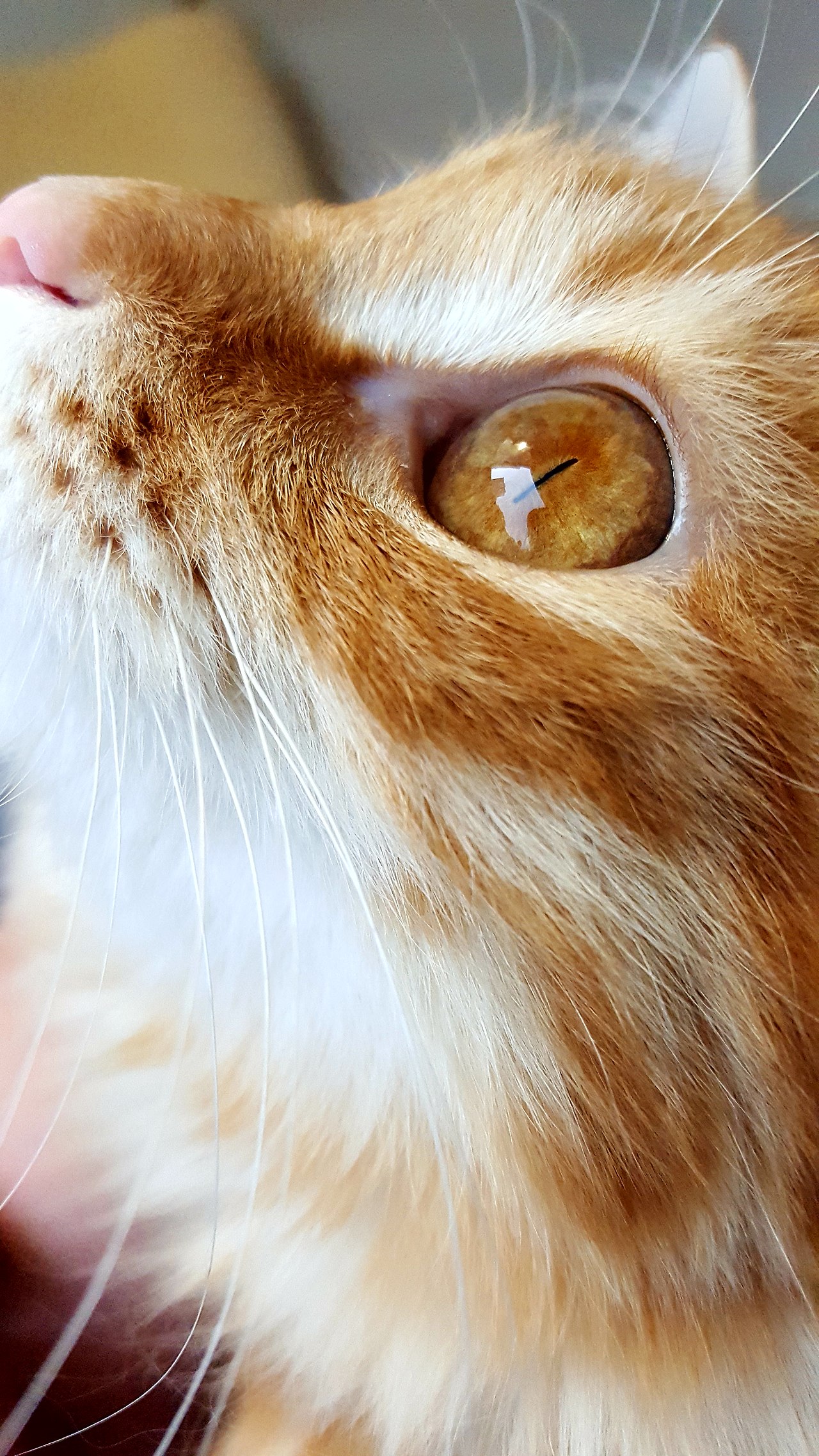 喵呜~喵呜~~我的好室友（图ZNDcyMDEzNDQ=） - 宠物摄影 - 站酷设计师Simonsssss原创素材 - 站酷ZCOOL