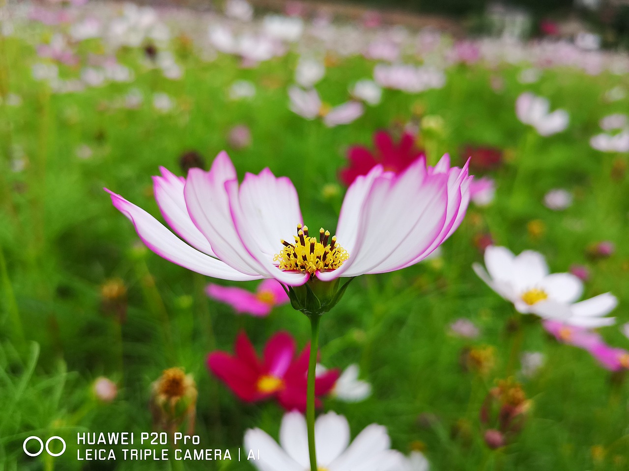 花海（图ZMTMzMjE0ODYw） - 风光摄影 - 站酷设计师梦醒时分sr原创素材 - 站酷ZCOOL