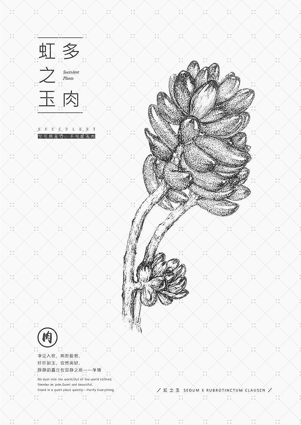 净物（素描多肉）（图ZMTM3OTI1MjAw） - 创作习作 - 站酷设计师ESTS原创素材 - 站酷ZCOOL