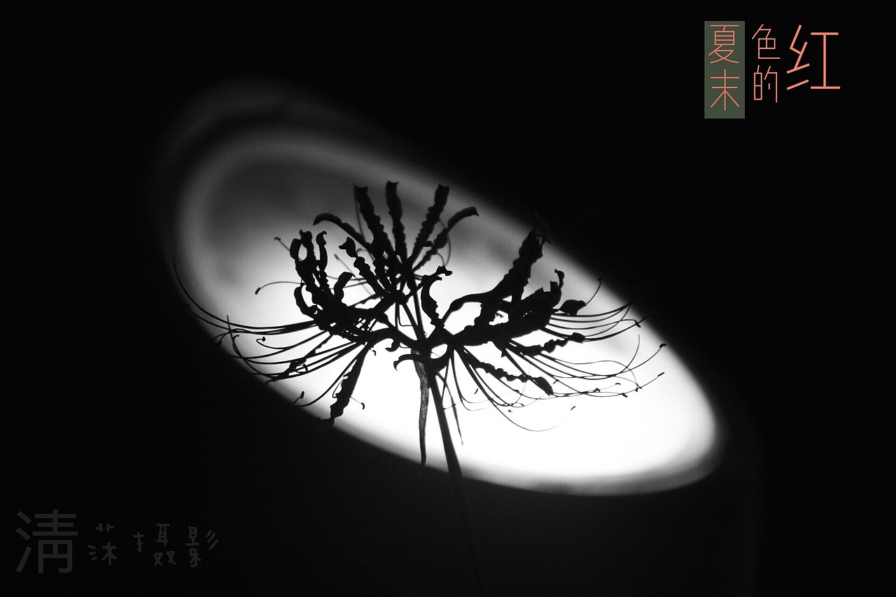 彼岸花开开彼岸