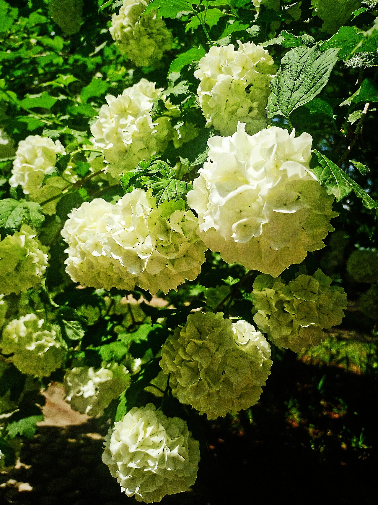 中华木绣球（图ZMzAwMDU1OTY0） - 风光摄影 - 站酷设计师珞葵原创素材 - 站酷ZCOOL