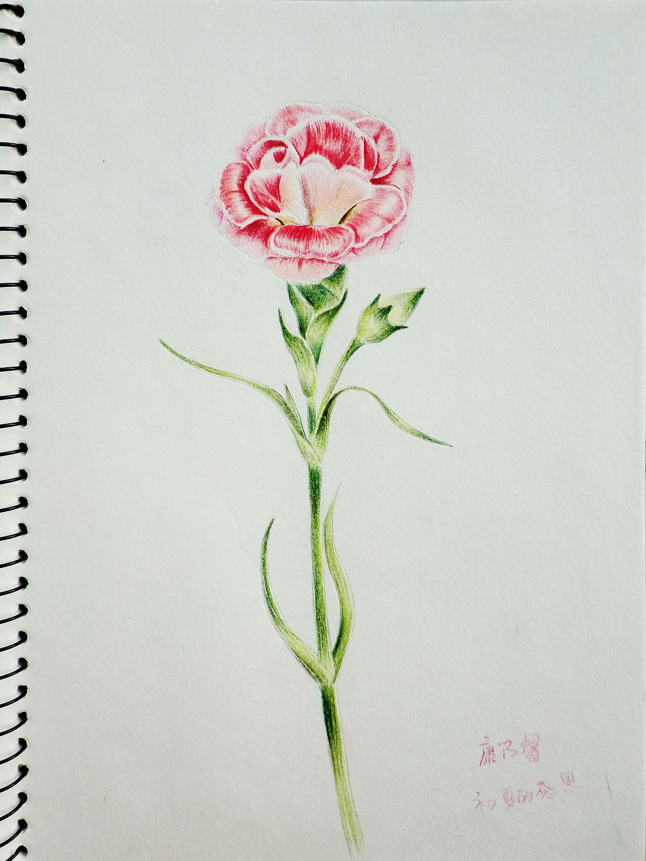 彩色铅笔手绘画花3