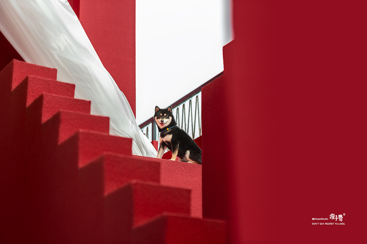 这不是Ai，是摄影。（图ZMzczMzM3Njgw） - 产品摄影 - 站酷设计师宠物摄影师瘦子费原创素材 - 站酷ZCOOL