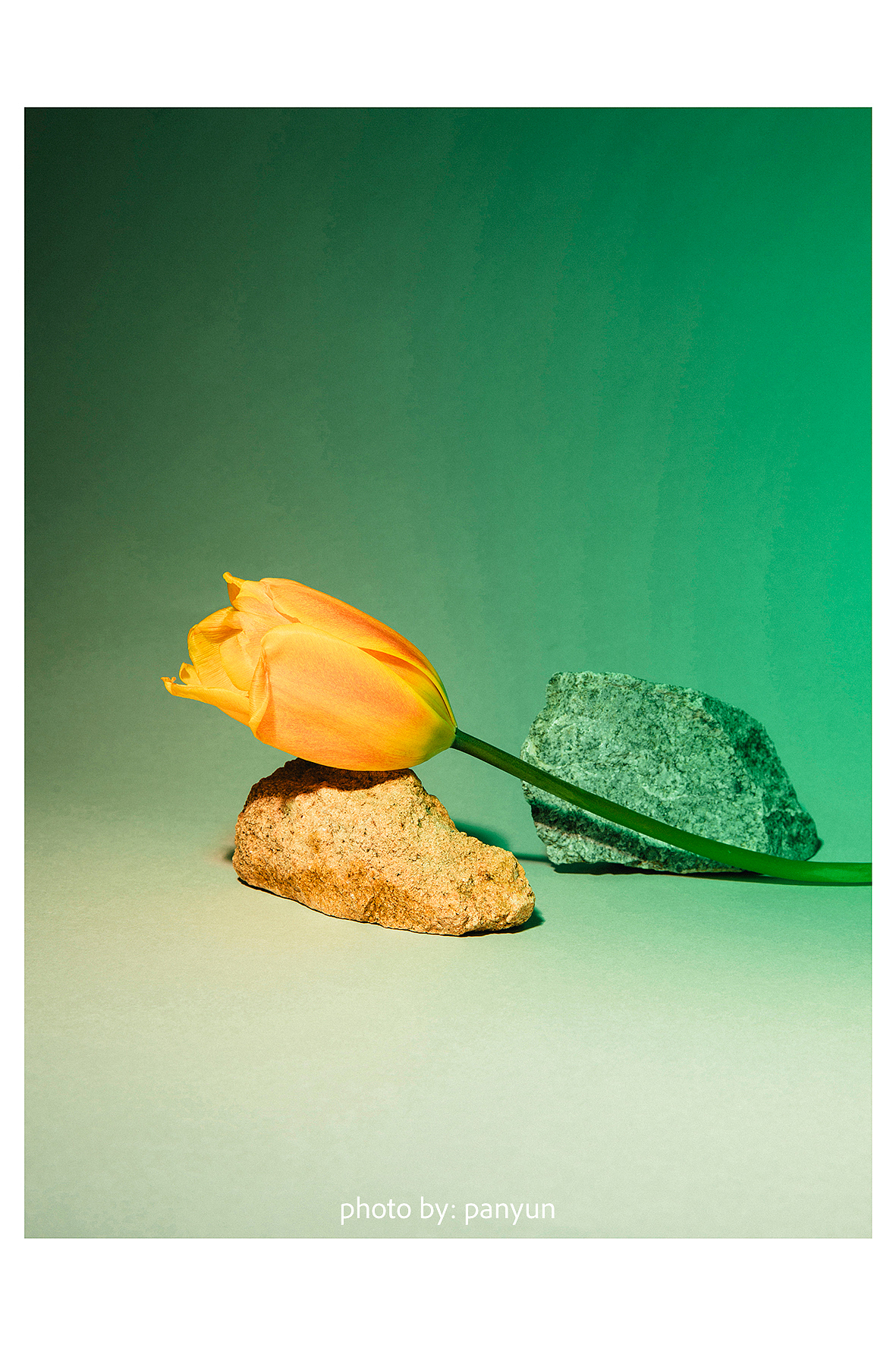 花卉静物创意摄影