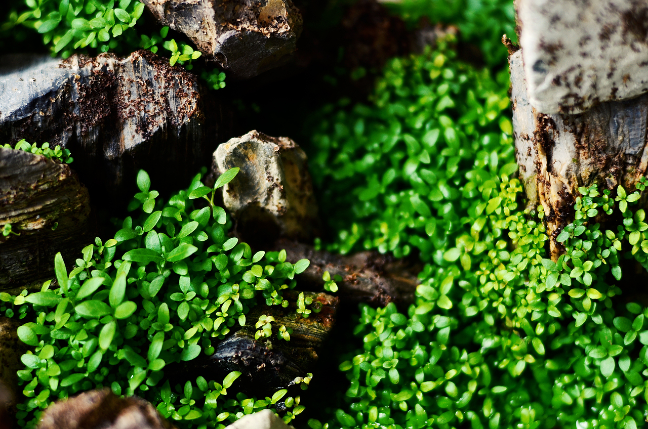 玻璃缸微景观（图ZMzY3Njg4NDQ=） - 风光摄影 - 站酷设计师传奇原创素材 - 站酷ZCOOL