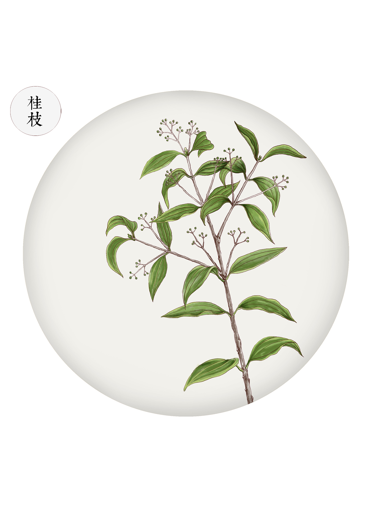 草本绘制（图ZNTY4NDcyNTI=） - 商业插画 - 站酷设计师swstuzi原创素材 - 站酷ZCOOL