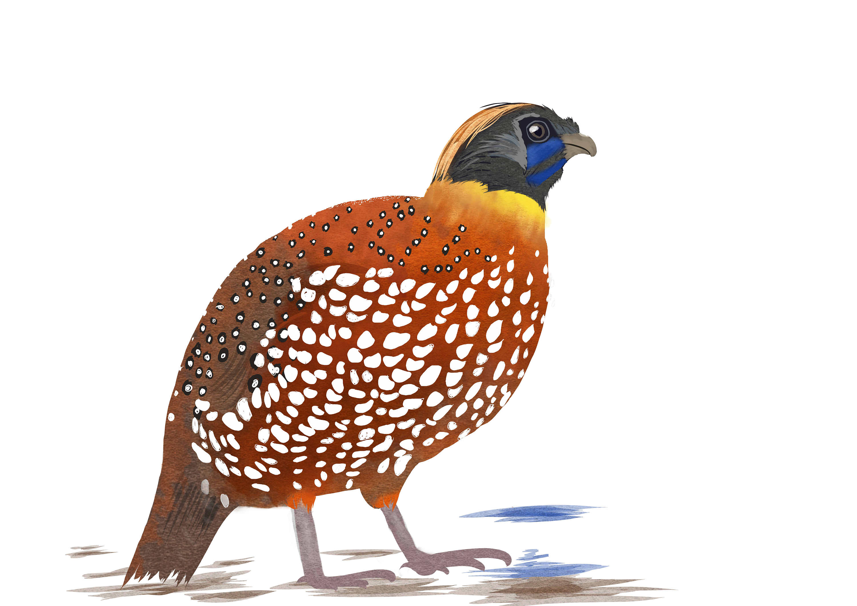 白腹锦鸡sai手绘