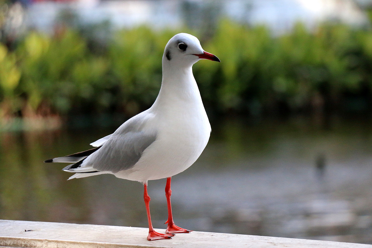 大理洱海-丽江-玉龙雪山-泸沽湖-昆明翠湖七日游（图ZMjI2NDE3OTY=） - 风光摄影 - 站酷设计师董搞搞原创素材 - 站酷ZCOOL