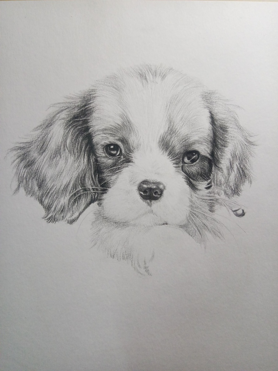 原创作品:彩铅手绘