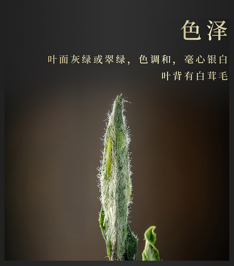 茶叶 详情页（图ZMjQ3MzAyMzAw） - 电商 - 站酷设计师汐悦电商品牌策划原创素材 - 站酷ZCOOL