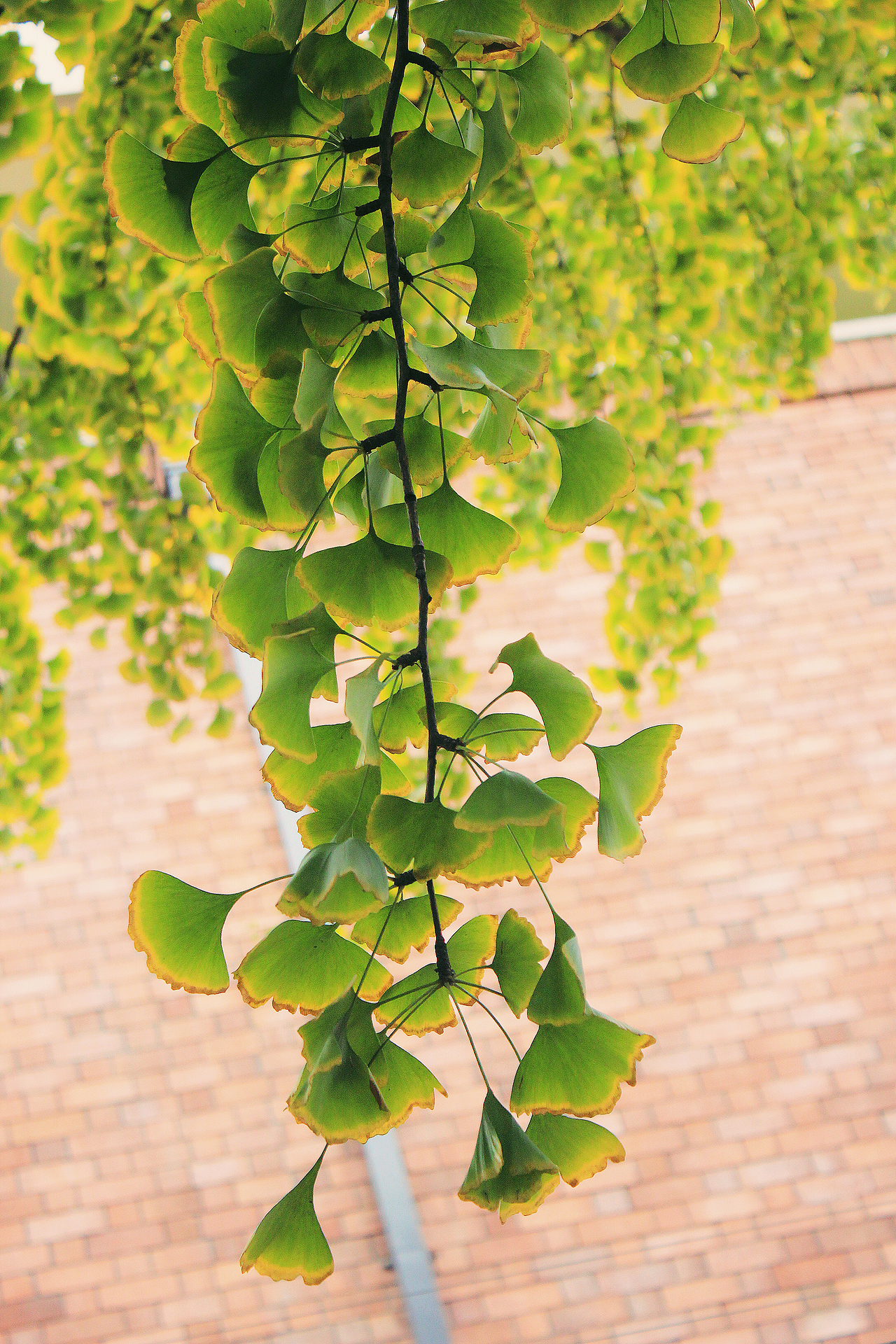 银杏大道 锁 清 秋（图ZNjE3NTIxNzY=） - 风光摄影 - 站酷设计师Jauver原创素材 - 站酷ZCOOL