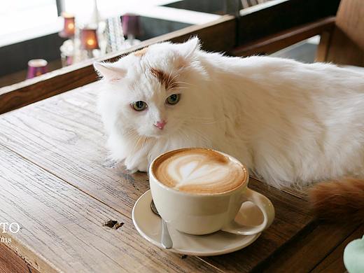 土耳其梵猫和咖啡