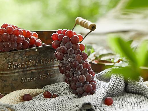 葡萄