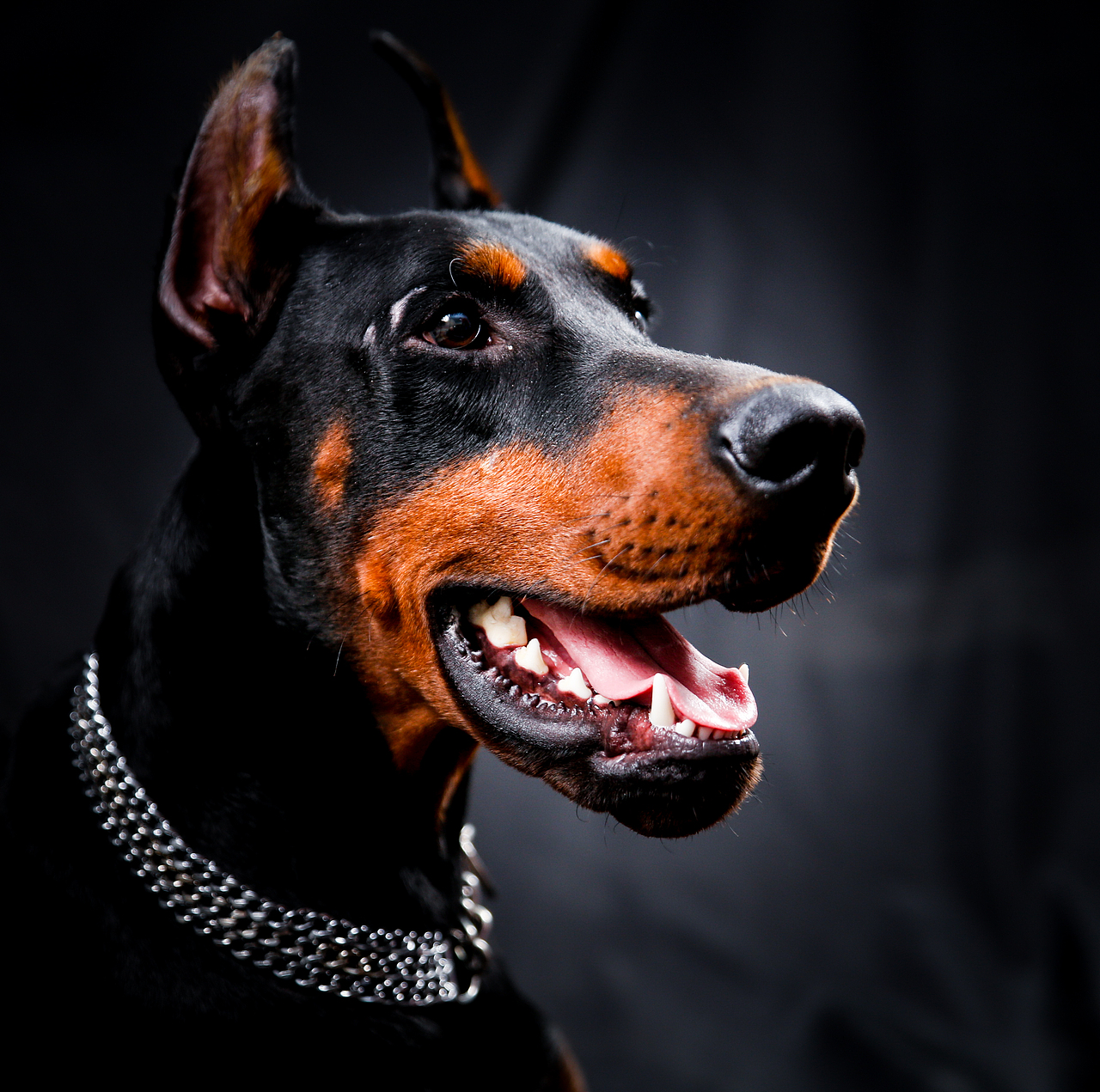 杜賓——悍馬（圖ZNzc0NjI5MTY=） - 寵物攝影 - 站酷設(shè)計(jì)師IPet寵物攝影原創(chuàng)素材 - 站酷ZCOOL