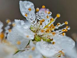 花之恋