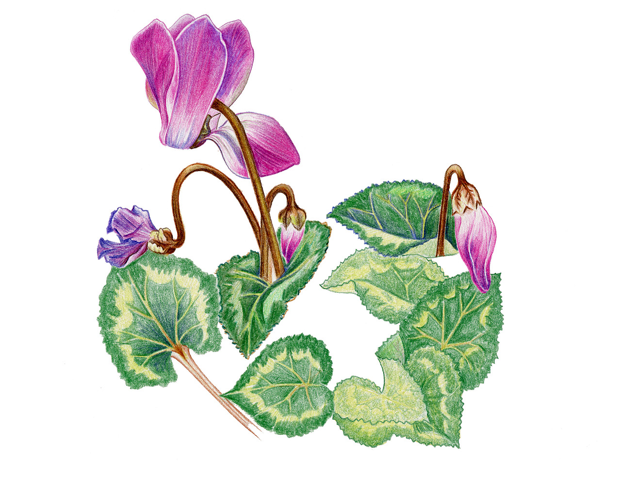 花老道的花与道系列之植物画一