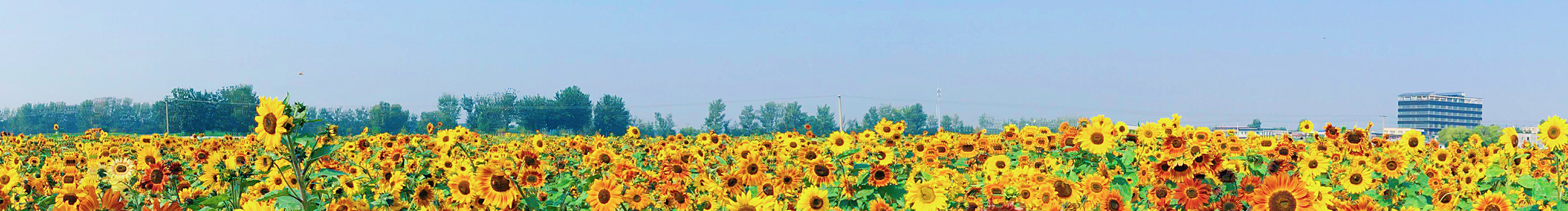 小李小Q的個人主頁（封面預(yù)覽） - 主頁封面設(shè)置 - 站酷設(shè)計師小李小Q原創(chuàng)素材 - 站酷ZCOOL