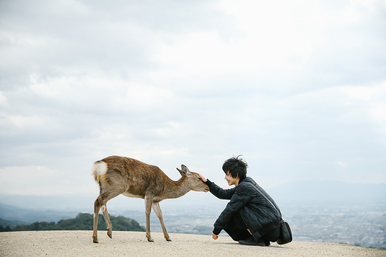 关于京都 奈良 镰仓的记忆