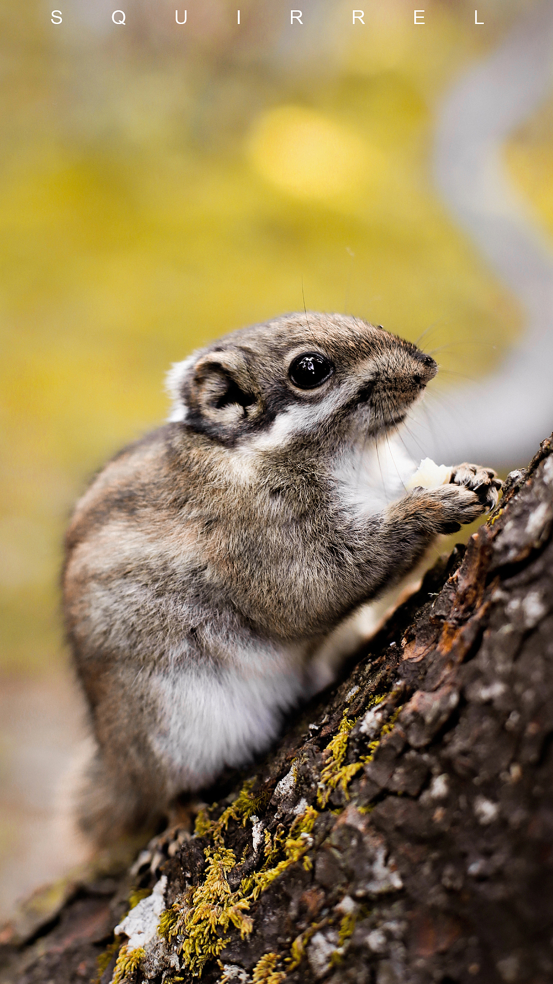 手捧巧克力的小松鼠|摄影|宠物摄影|李娟lj_原创作品-站酷zcool