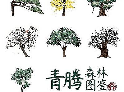腾讯青藤大学 森林图鉴