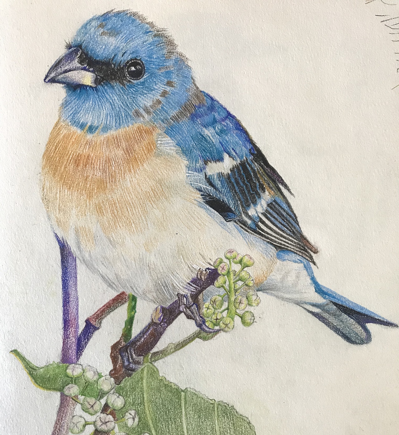 彩铅手绘鸟科普类插画