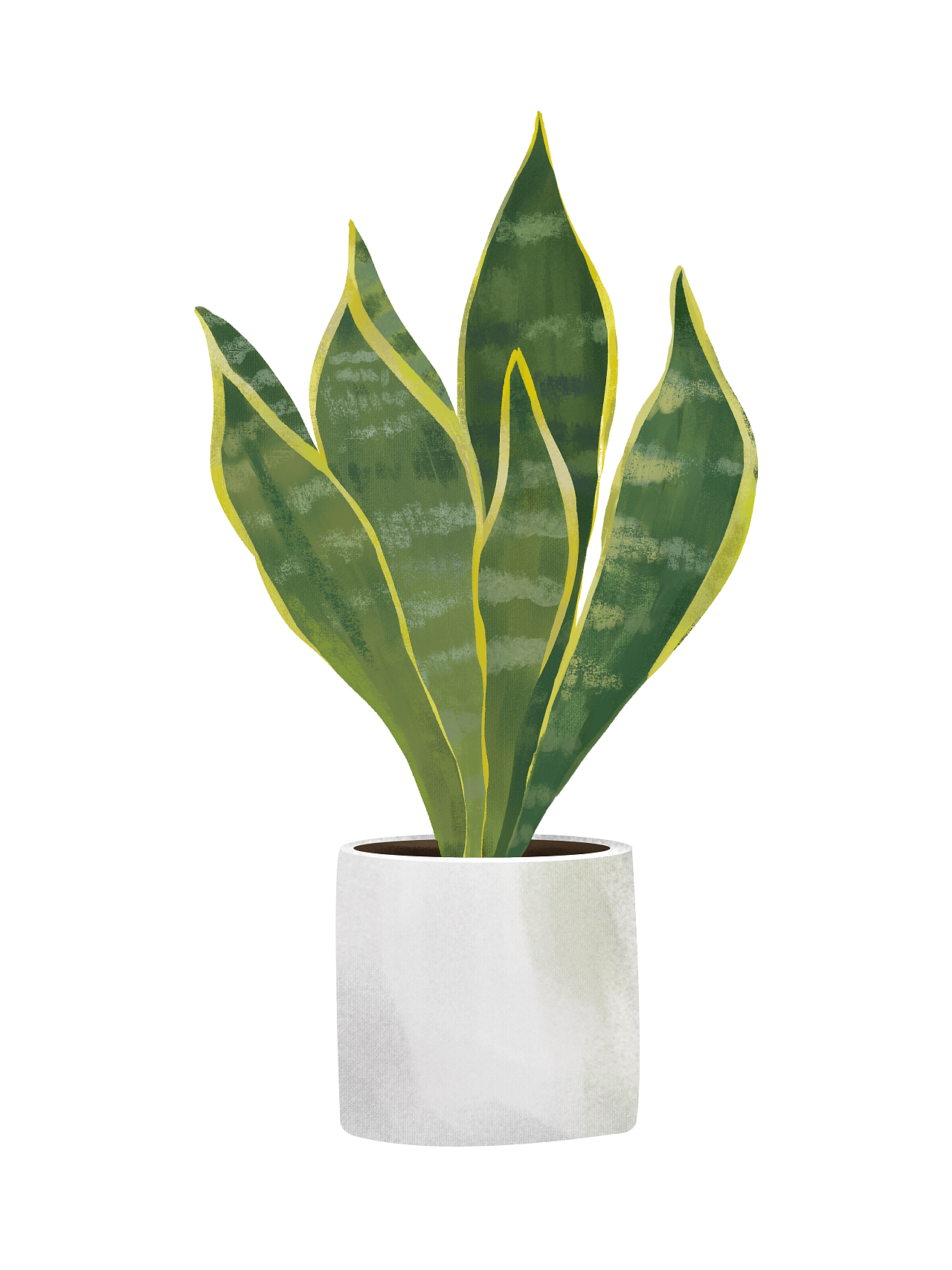 绿植|插画|创作习作|白糖粽子 - 原创作品 - 站酷 (zcool)