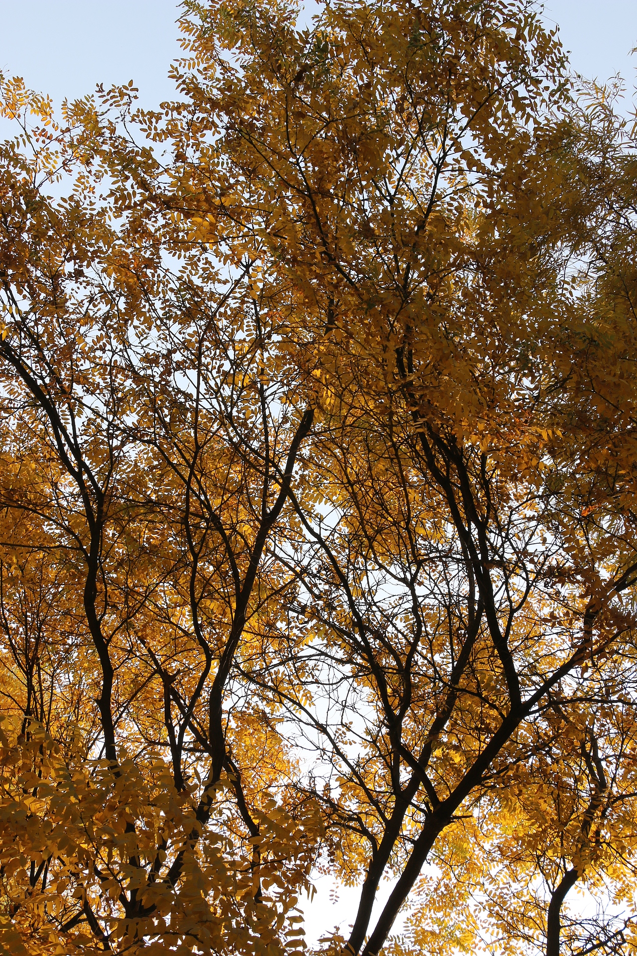 回顾秋天|摄影|风光摄影|岳飞_原创作品-站酷zcool