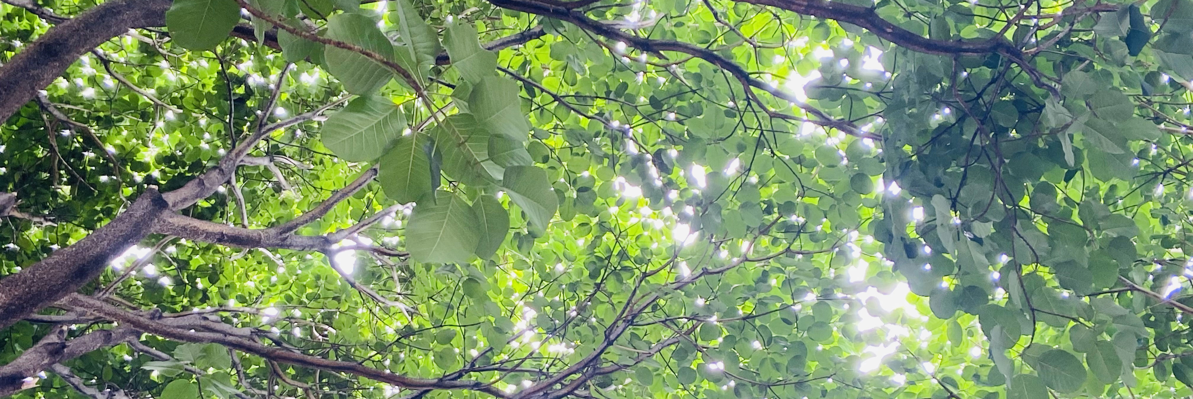 野草與喵的個人主頁（封面預(yù)覽） - 主頁封面設(shè)置 - 站酷設(shè)計師野草與喵原創(chuàng)素材 - 站酷ZCOOL