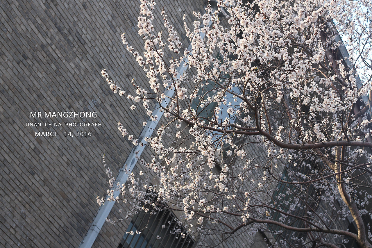 花开，樱花烂漫时