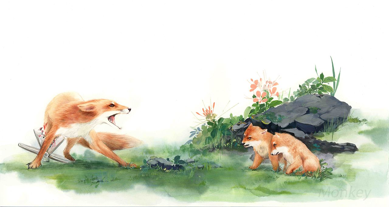 手绘插图《沈石溪动物故事》
